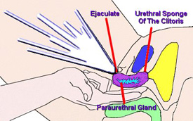 Female Ejaculation Diagram