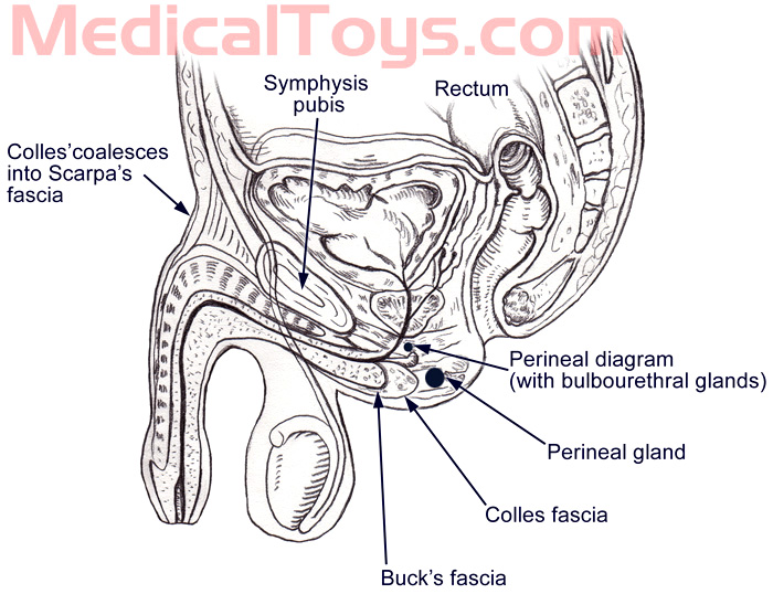 Anal Sex Diagram